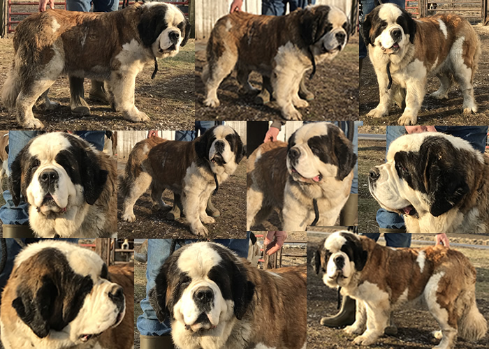 Faye collage